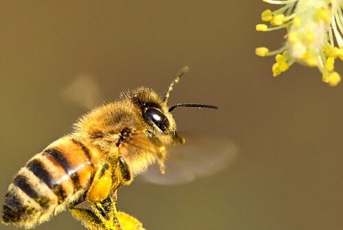 I pesticidi che uccidono le api non arrivano solo dall’agricoltura!