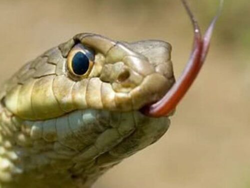 In futuro gli umani potrebbero essere in grado di sputare veleno proprio come fanno i serpenti
